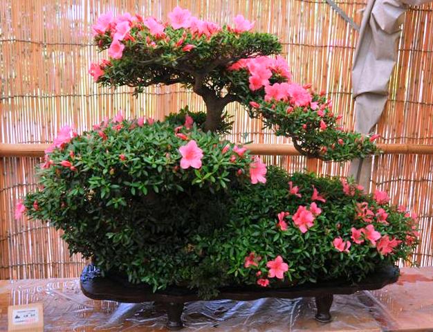 bonsai2