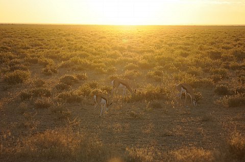 namibie2009108.jpg