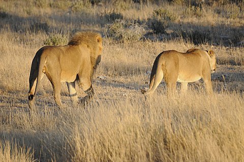namibie2009119.jpg