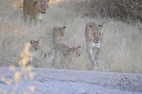 namibie2009159.jpg