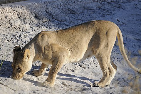 namibie2009164.jpg