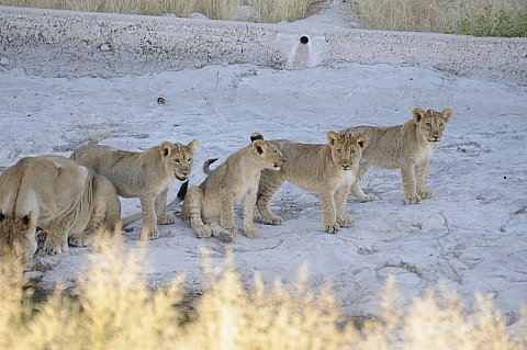 namibie2009169.jpg