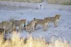 namibie2009169_small.jpg