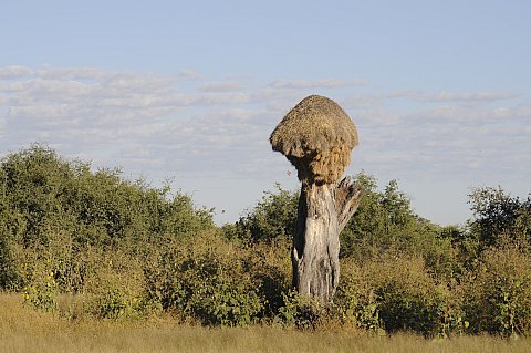 namibie2009173.jpg