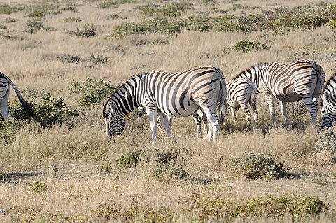 namibie2009188.jpg