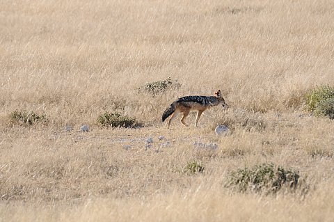 namibie2009192.jpg