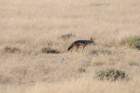 namibie2009192_small.jpg