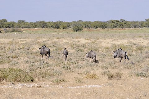 namibie2009221.jpg