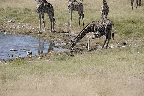namibie2009265.jpg