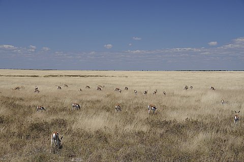 namibie2009276.jpg