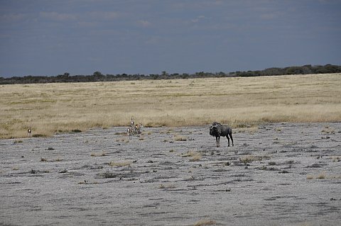 namibie2009283.jpg