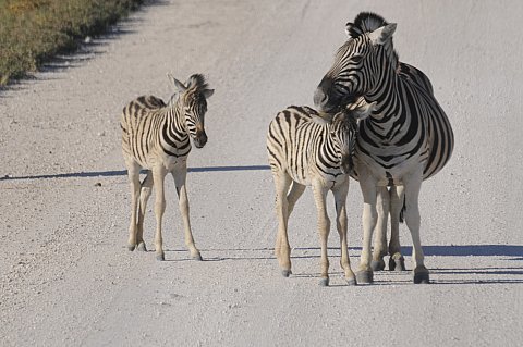 namibie2009411.jpg