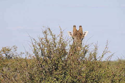 namibie200975.jpg