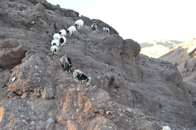 schapen
