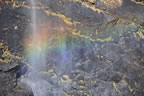regenboog