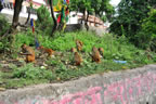 apen bij apentempel