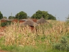 DSC00710