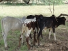 DSC00915