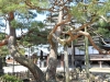 _JAP3423